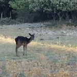 Verin Vikendica Mali Losinj