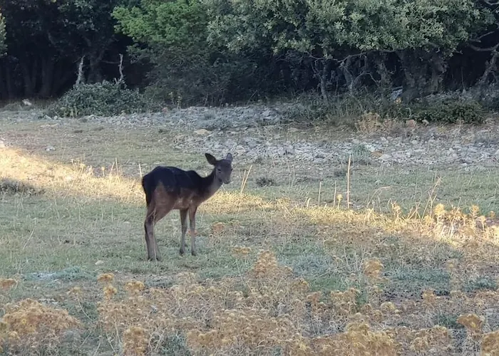 Verin Σπίτι διακοπών Mali Lošinj